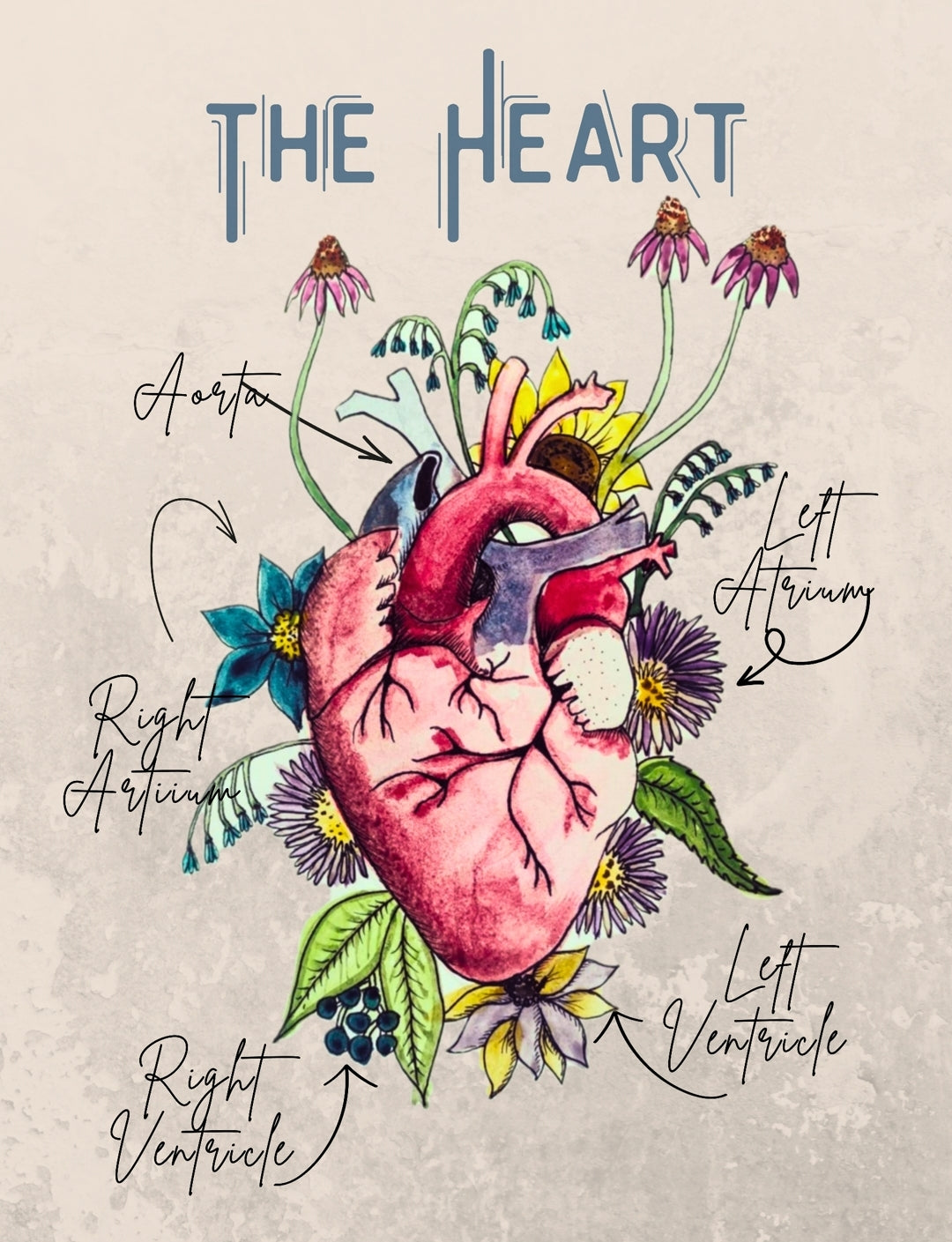 The Heart PDF Poster